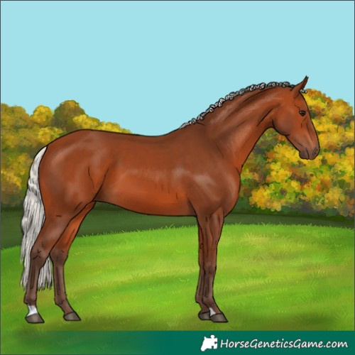 Horse Color:Silver Bay 
