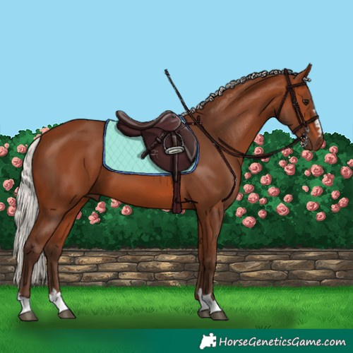 Horse Color:Silver Bay 