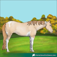 Horse Color:Smoky Black Pearl Tobiano Rabicano