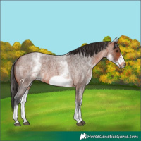Horse Color:White Spotted Bay Roan Frame