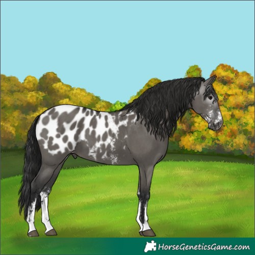 Horse Color:Gray Grullo Sabino Appaloosa 
