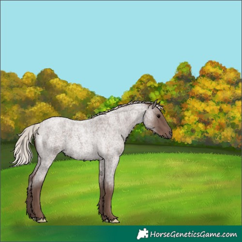 Horse Color:Silver Blue Roan 