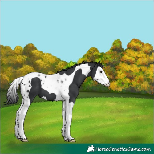 Horse Color:Black Splash Tobiano 