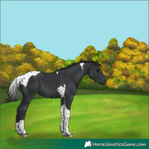 Horse Color:Black Tobiano 