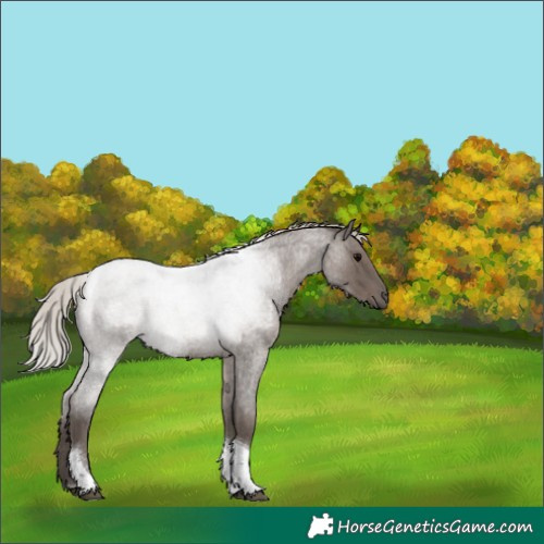 Horse Color:Silver Blue Roan Tobiano 
