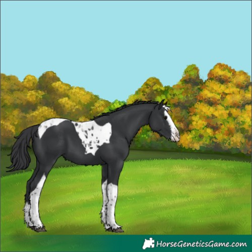Horse Color:Black Splash Tobiano 