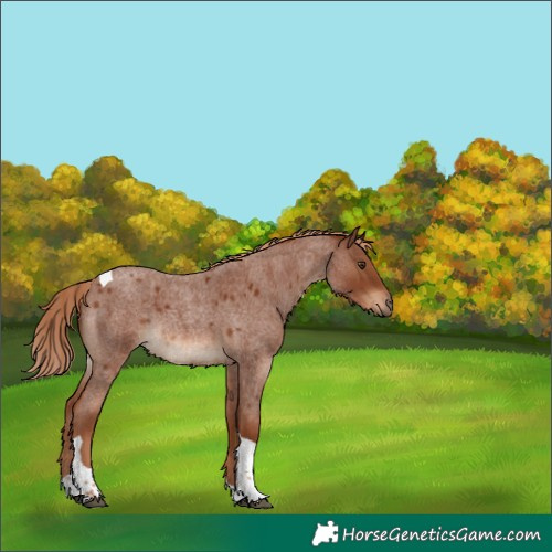 Horse Color:Red Roan Tobiano Rabicano 