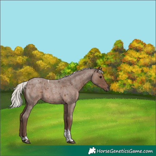 Horse Color:Silver Blue Roan Tobiano 
