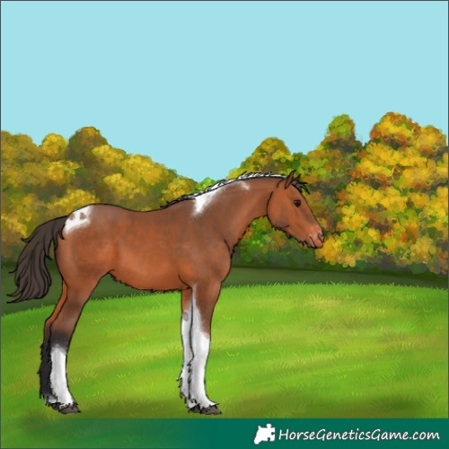 Horse Color:Bay Tobiano Varnish 