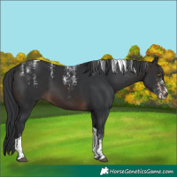 Horse Color:Powder White Brown Tobiano