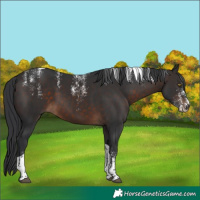 Horse Color:Powder White Brown Tobiano 