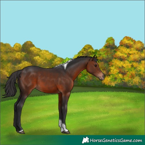 Horse Color:Brown Tobiano 