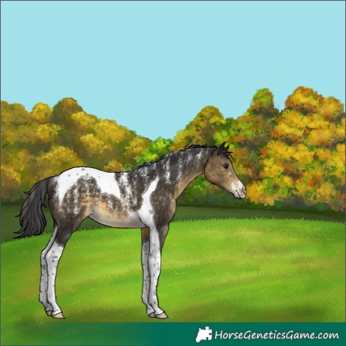 Horse Color:Powder White Buckskin Tobiano 