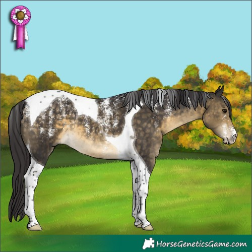 Horse Color:Powder White Buckskin Tobiano 