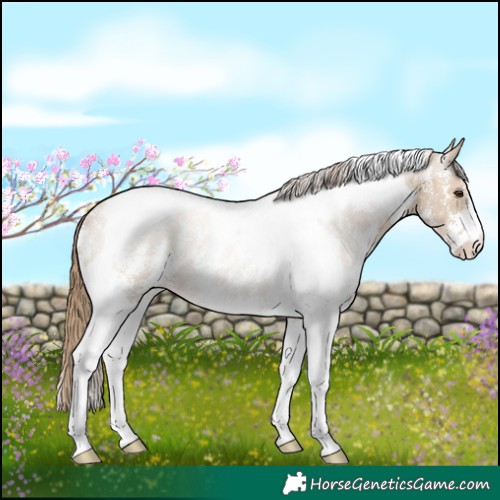 Horse Color:Grullo Pearl Sabino Tobiano Rabicano