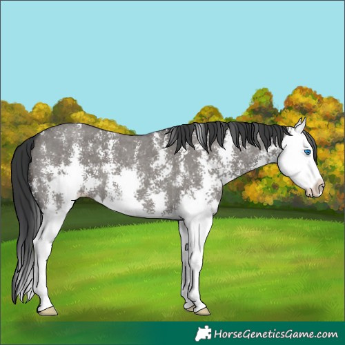Horse Color:Grullo Sabino Splash
