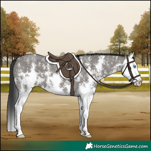 Horse Color:Grullo Sabino Splash 