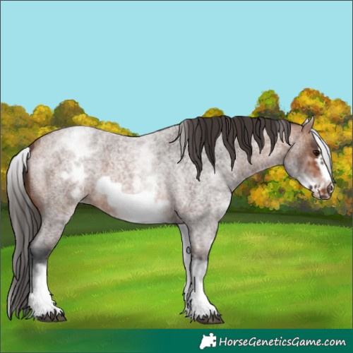 Horse Color:White Spotted Bay Roan Frame 