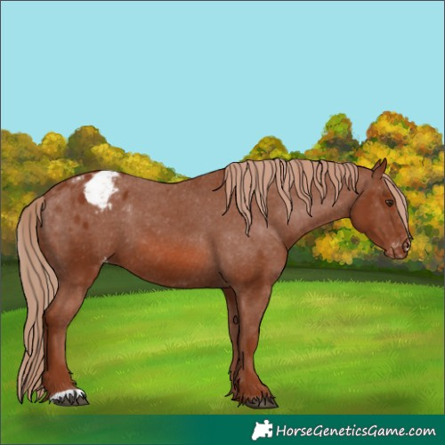 Horse Color:Chestnut Appaloosa