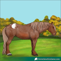 Horse Color:Chestnut Appaloosa