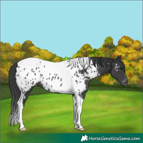 Horse Color:Black Tobiano Appaloosa Rabicano 