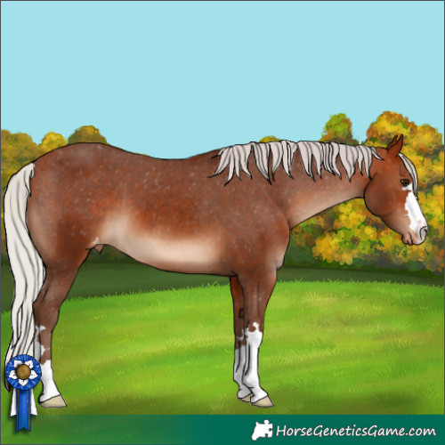 Horse Color:Silver Bay Appaloosa 