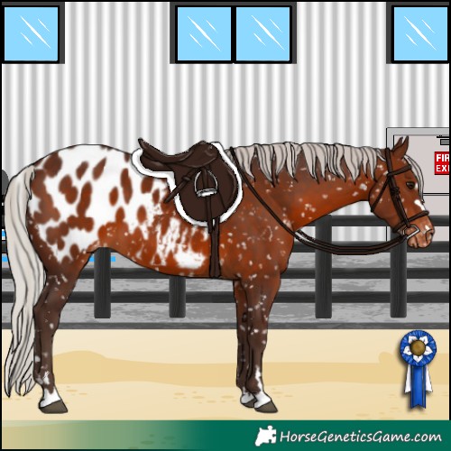 Horse Color:Silver Brown Appaloosa 