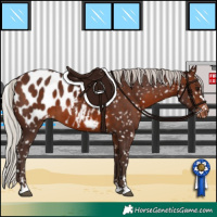 Horse Color:Silver Brown Appaloosa