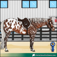 Horse Color:Silver Brown Appaloosa 
