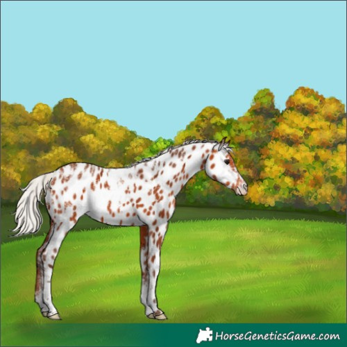 Horse Color:Powder White Silver Bay Near Leopard 