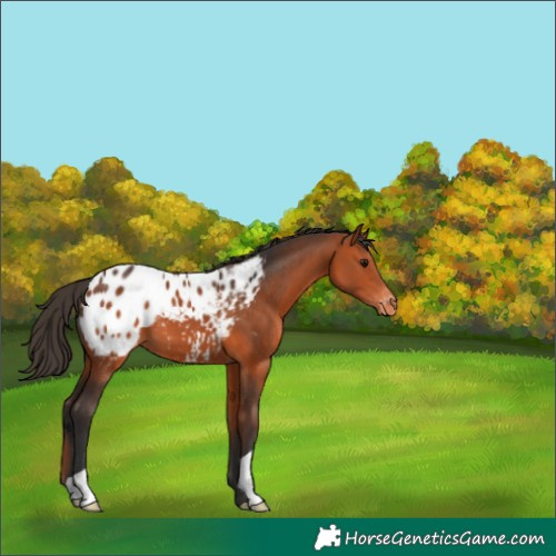 Horse Color:Bay Appaloosa 