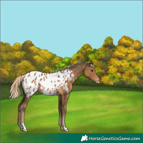 Horse Color:Chocolate Palomino Appaloosa 