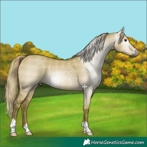 Horse Color:Gray Plaid  Red Dun 