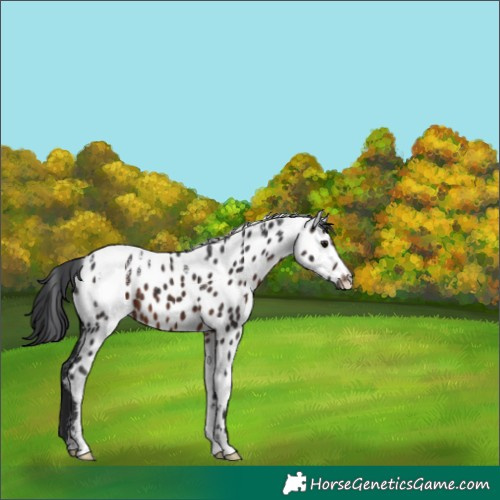 Horse Color:Powder White Brown Appaloosa 
