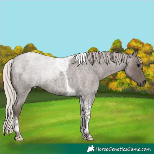 Horse Color:Silver Blue Roan Tobiano Rabicano 