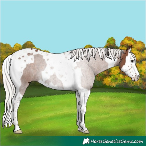 Horse Color:Silver Black Splash Tobiano 