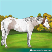 Horse Color:Silver Black Splash Tobiano 