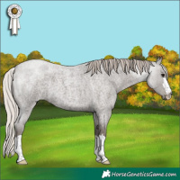 Horse Color:Silver Blue Roan 