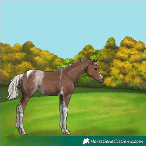 Horse Color:Silver Black Tobiano Rabicano 