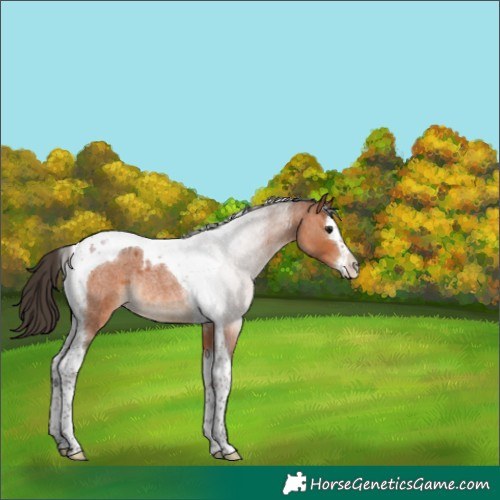 Horse Color:Bay Roan Splash Tobiano Rabicano 