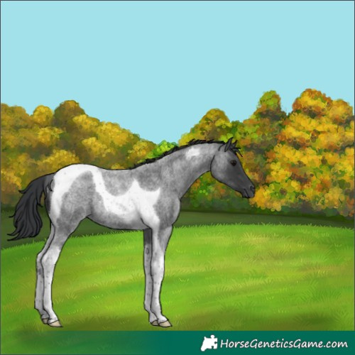 Horse Color:Blue Roan Tobiano Rabicano 