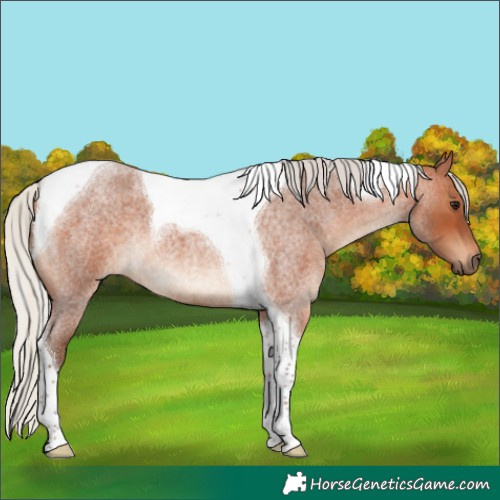 Horse Color:Silver Bay Roan Tobiano 
