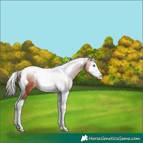 Horse Color:Bay Splash Tobiano Rabicano 
