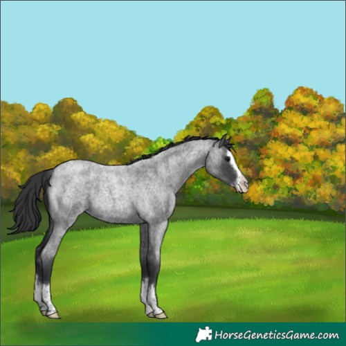 Horse Color:Blue Roan Splash 