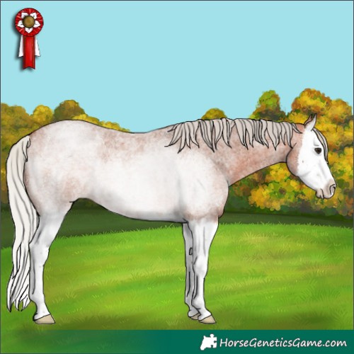 Horse Color:Silver Bay Roan Splash 