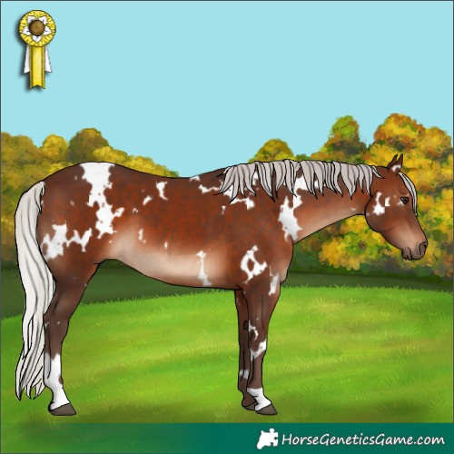 Horse Color:White Spotted Silver Brown 