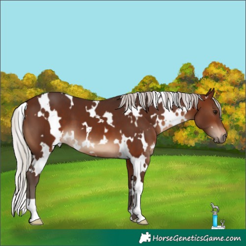 Horse Color:White Spotted Silver Brown 