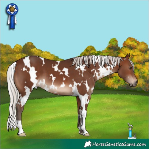 Horse Color:White Spotted Silver Brown 