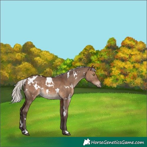 Horse Color:White Spotted Silver Brown Dun 