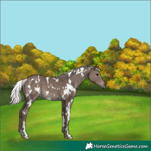 Horse Color:White Spotted Silver Black 